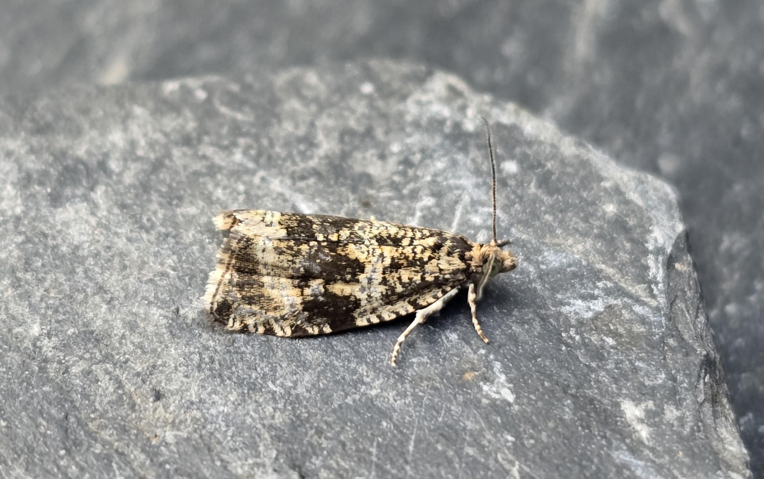 Photo of Common Marble (Celypha lacunana)
